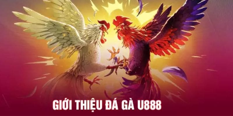 Khám phá sảnh game đá gà U888 