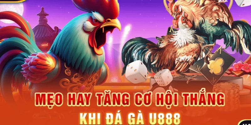 Khám phá kinh nghiệm các loại cược hot của sảnh đá gà U888 