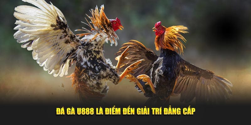 Những ưu điểm bạn có thể tham khảo khi đến U888 